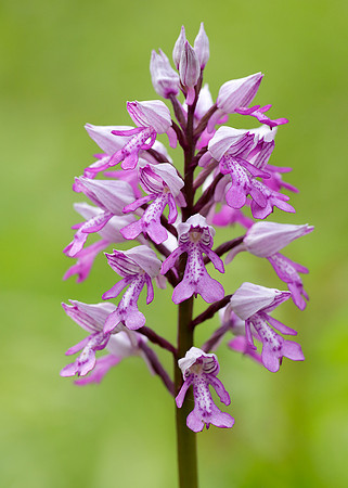 Military Orchid Orchis militaris