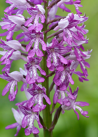Military Orchid Orchis militaris