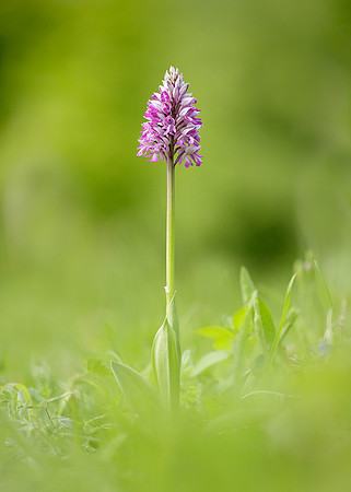 Military Orchid Orchis militaris