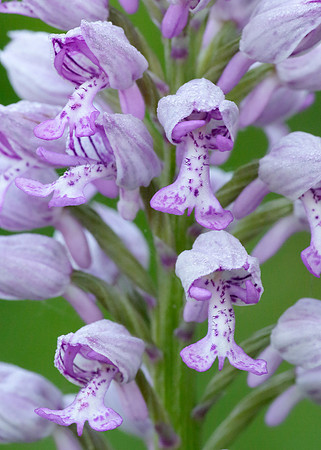Military Orchid Orchis militaris
