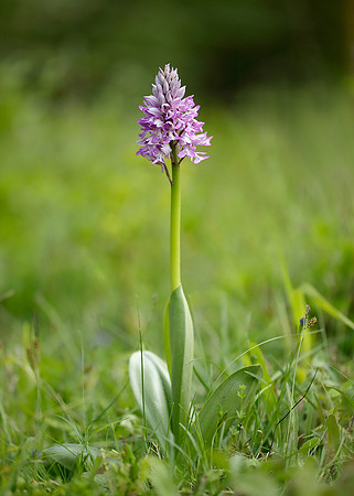 Military Orchid Orchis militaris