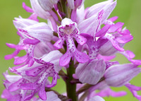 Military Orchid Orchis militaris