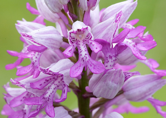 Military Orchid Orchis militaris