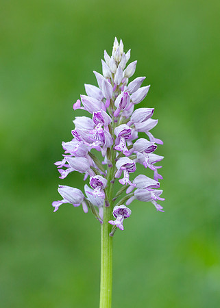 Military Orchid Orchis militaris