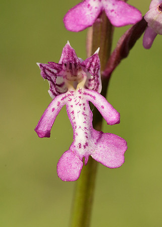 Military Orchid Orchis militaris