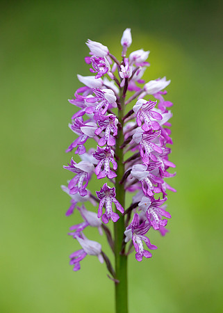 Military Orchid Orchis militaris