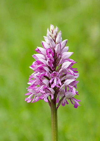 Military Orchid Orchis militaris
