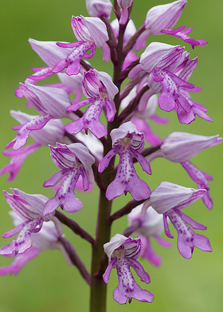 Military Orchid Orchis militaris