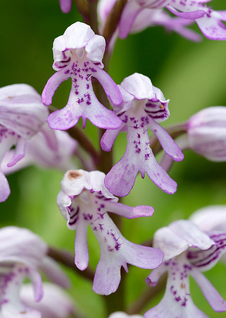 Military Orchid Orchis militaris