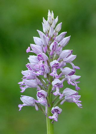Military Orchid Orchis militaris