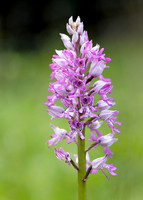 Military Orchid Orchis militaris