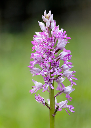 Military Orchid Orchis militaris