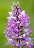 Military Orchid Orchis militaris