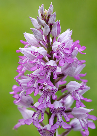 Military Orchid Orchis militaris