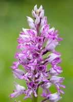 Military Orchid Orchis militaris