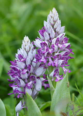 Military Orchid Orchis militaris