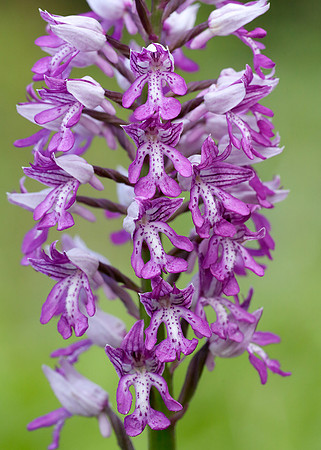 Military Orchid Orchis militaris