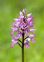 Military Orchid Orchis militaris