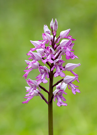 Military Orchid Orchis militaris
