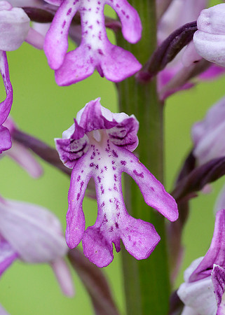 Military Orchid Orchis militaris