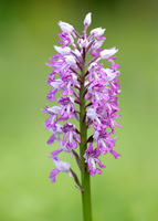 Military Orchid Orchis militaris