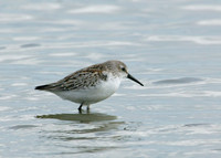 Western Sandpiper Calidris maura