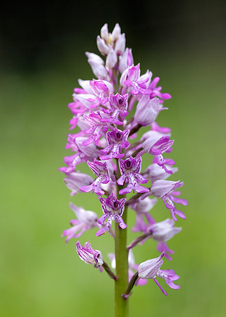 Military Orchid Orchis militaris