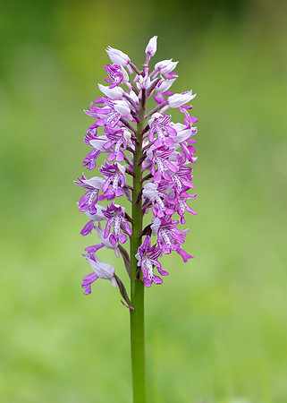 Military Orchid Orchis militaris