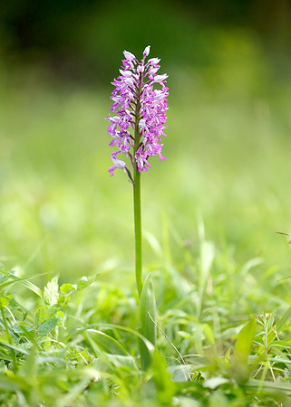 Military Orchid Orchis militaris