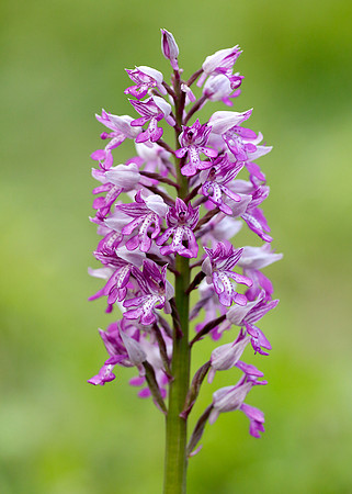 Military Orchid Orchis militaris