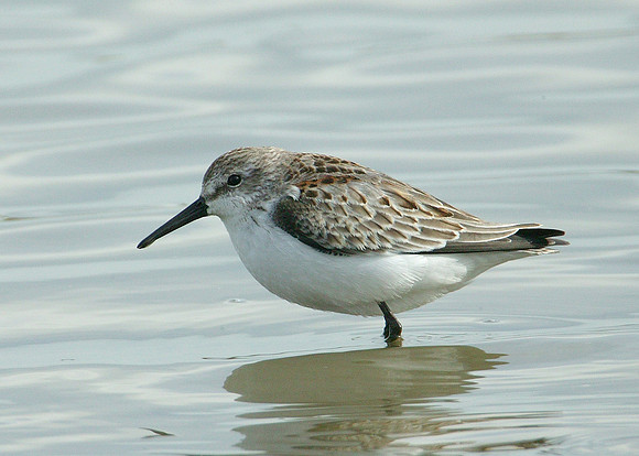 Western Sandpiper Calidris maura