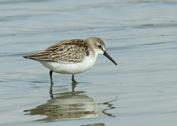Western Sandpiper Calidris maura