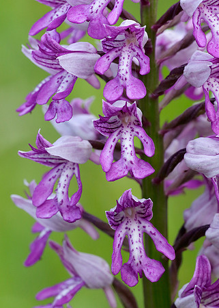 Military Orchid Orchis militaris