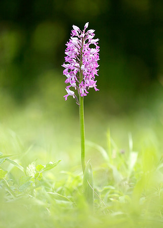 Military Orchid Orchis militaris