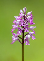 Military Orchid Orchis militaris