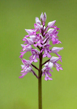 Military Orchid Orchis militaris