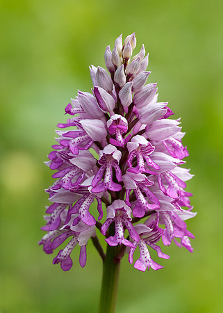 Military Orchid Orchis militaris