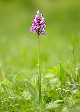 Military Orchid Orchis militaris