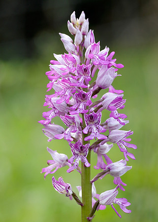Military Orchid Orchis militaris