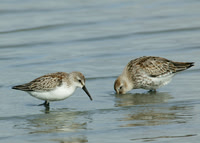 Western Sandpiper Brownsea Oct 2004