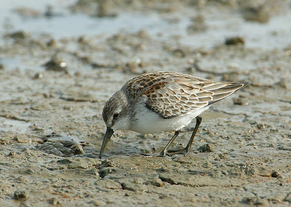 Western Sandpiper Calidris maura