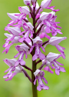 Military Orchid Orchis militaris