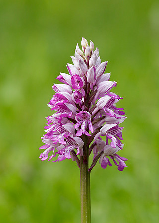 Military Orchid Orchis militaris
