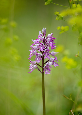 Military Orchid Orchis militaris