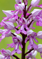 Military Orchid Orchis militaris
