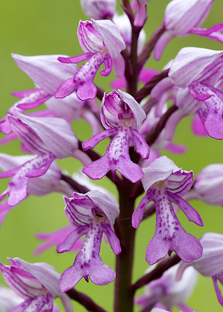 Military Orchid Orchis militaris