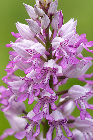 Military Orchid Orchis militaris