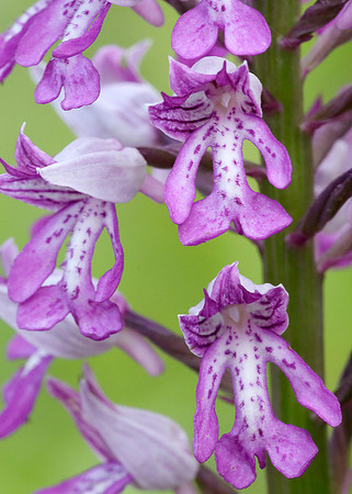 Military Orchid Orchis militaris