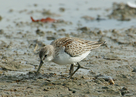 Western Sandpiper Calidris maura