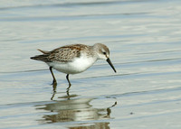 Western Sandpiper Calidris maura